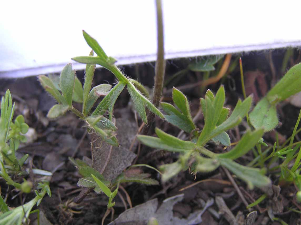 Ranunculus paludosus / Ranuncolo paludoso